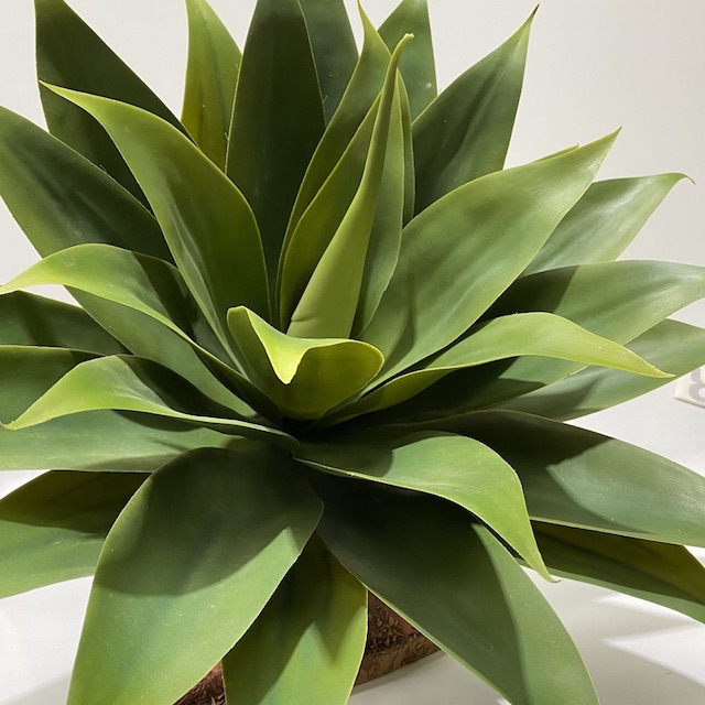 GREENERY, Succulent - Agave Plant Large (40-50cm)